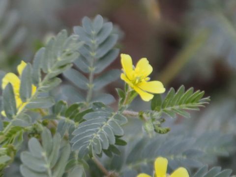 Tribulus terrestris