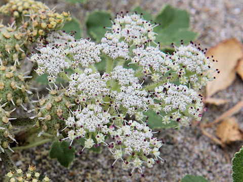 Glehnia littoralis