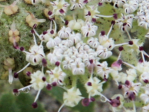 Glehnia littoralis