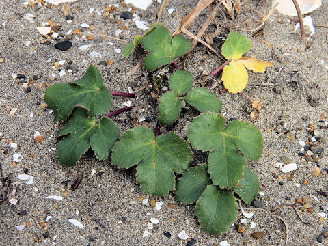 Glehnia littoralis