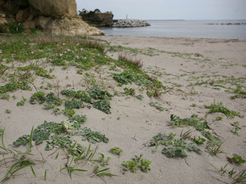 Glehnia littoralis