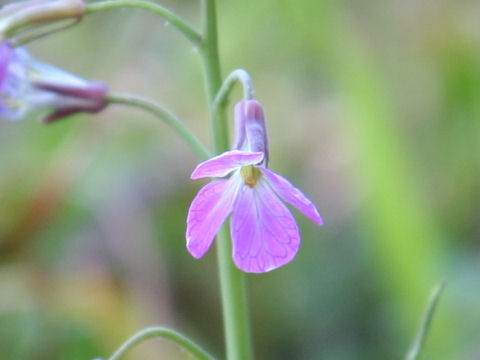 Raphanus sativus var. raphanistroides