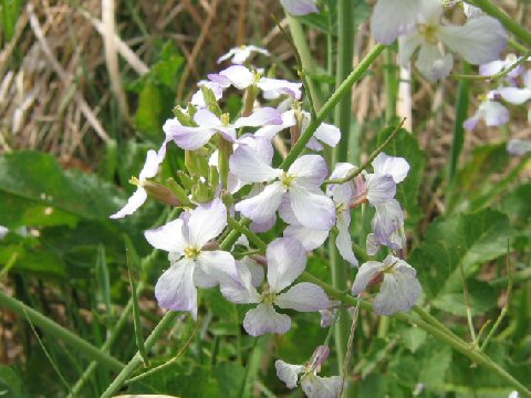 Raphanus sativus var. raphanistroides