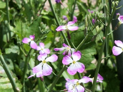 Raphanus sativus var. raphanistroides