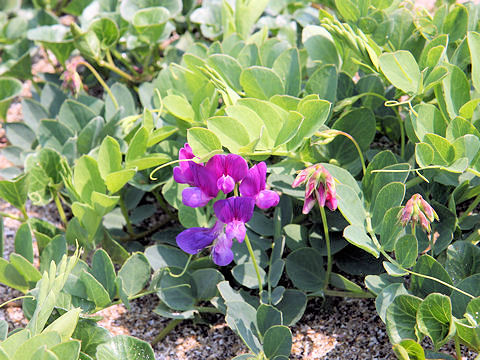 Lathyrus japonicus