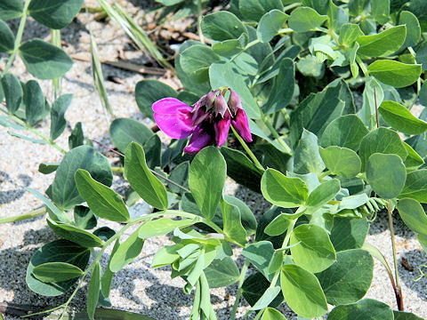 Lathyrus japonicus