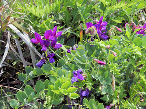 Lathyrus japonicus