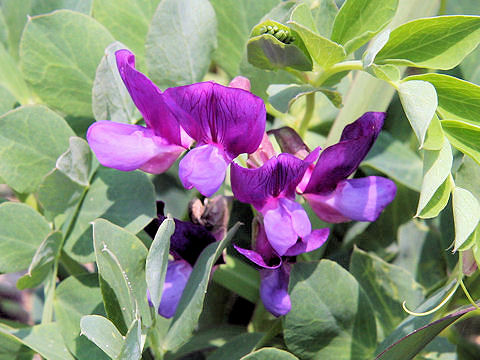 Lathyrus japonicus