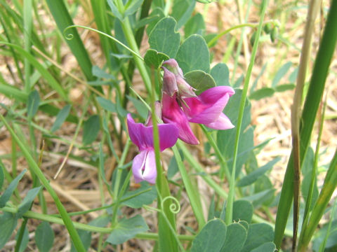 Lathyrus japonicus