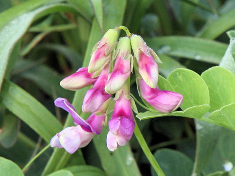 Lathyrus japonicus