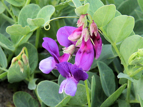 Lathyrus japonicus