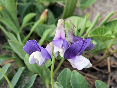 Lathyrus japonicus