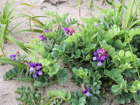 Lathyrus japonicus