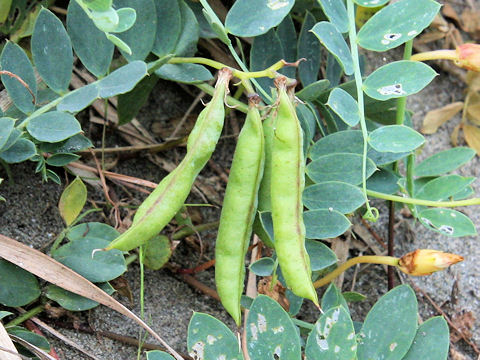 Lathyrus japonicus