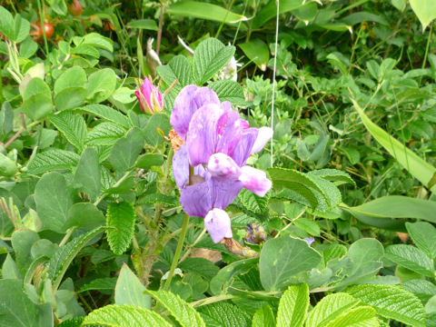 Lathyrus japonicus