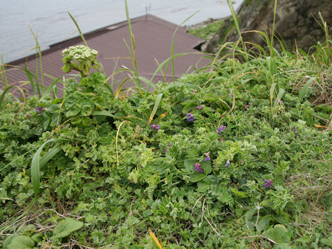 Lathyrus japonicus