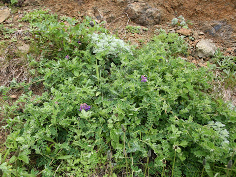 Lathyrus japonicus