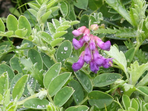 Lathyrus japonicus