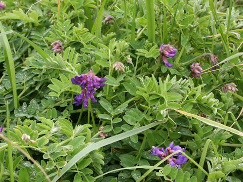 Lathyrus japonicus