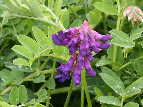 Lathyrus japonicus