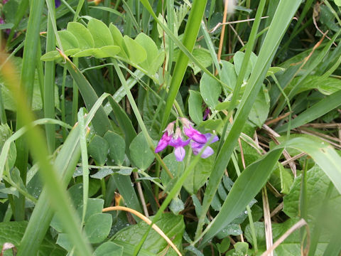 Lathyrus japonicus