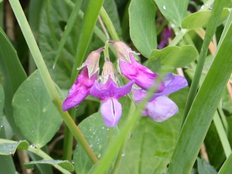 Lathyrus japonicus