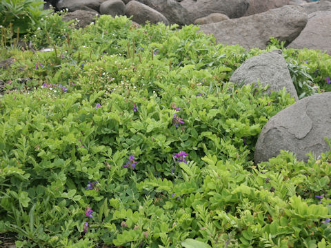 Lathyrus japonicus