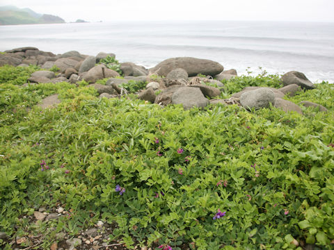 Lathyrus japonicus