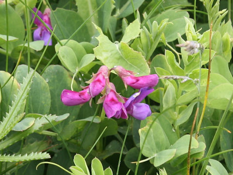 Lathyrus japonicus