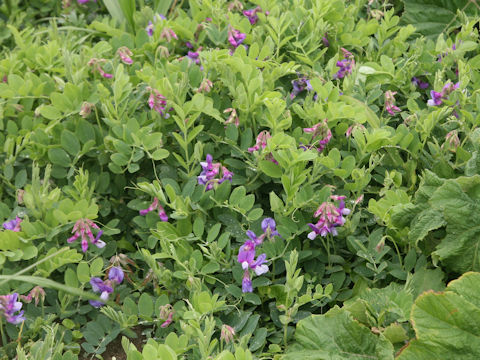 Lathyrus japonicus