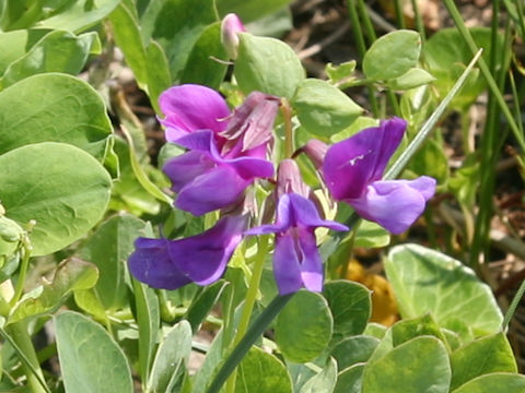 Lathyrus japonicus