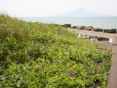 Lathyrus japonicus