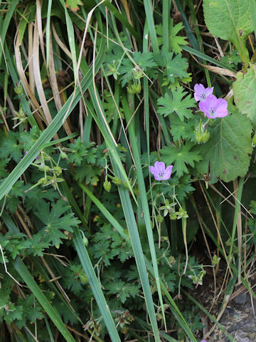 Geranium miyabei