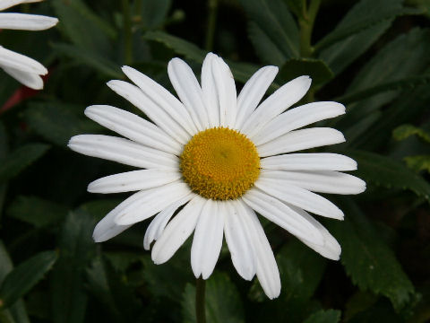 Nipponanthemum nipponicum