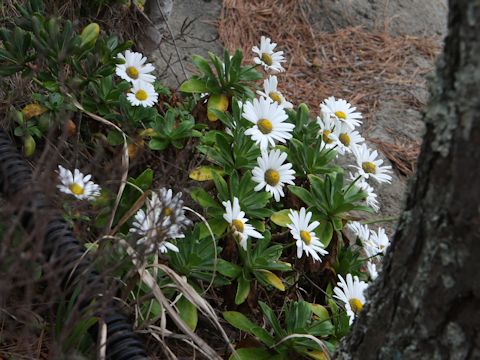 Nipponanthemum nipponicum