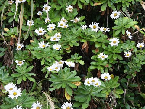 Nipponanthemum nipponicum