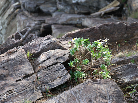 Nipponanthemum nipponicum