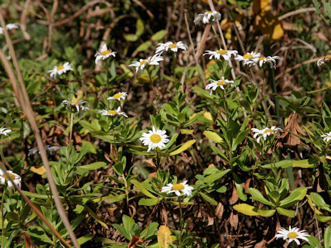 Nipponanthemum nipponicum