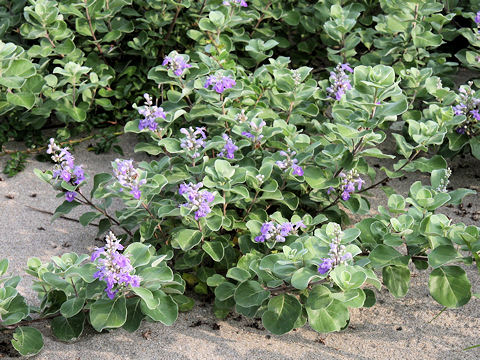 Vitex rotundifolia