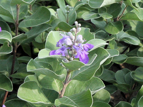 Vitex rotundifolia