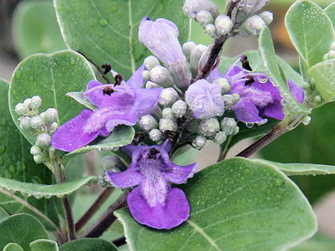 Vitex rotundifolia