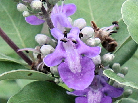 Vitex rotundifolia