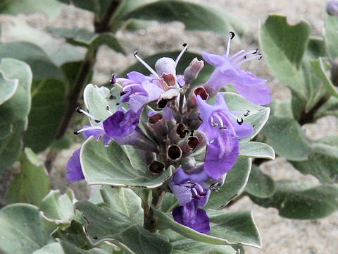 Vitex rotundifolia