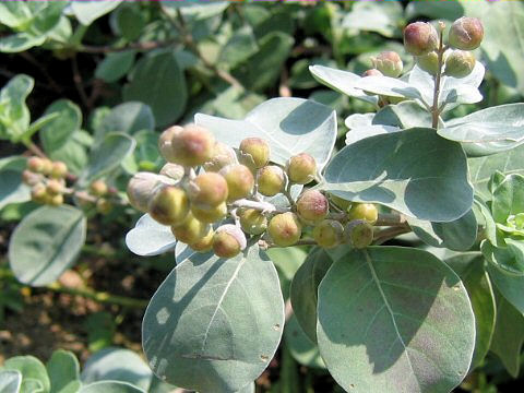 Vitex rotundifolia