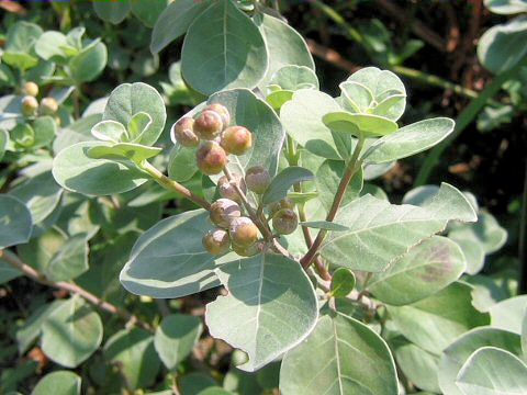 Vitex rotundifolia