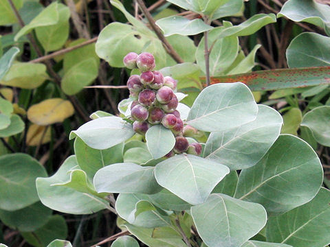 Vitex rotundifolia