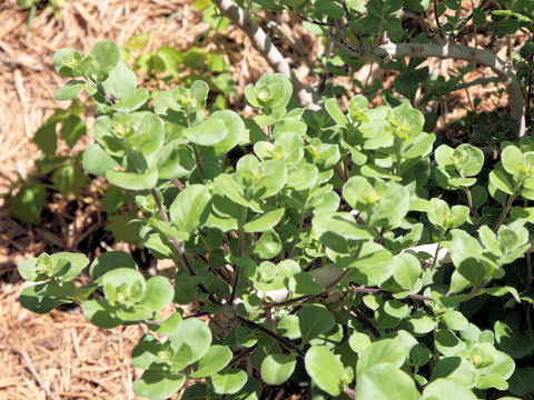 Vitex rotundifolia