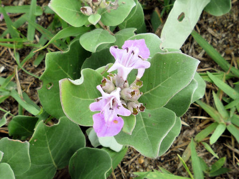 Vitex rotundifolia