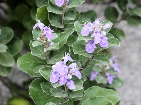 Vitex rotundifolia