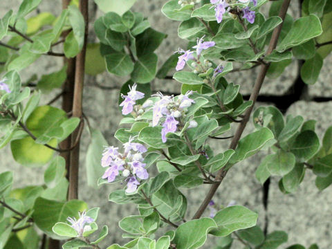 Vitex rotundifolia